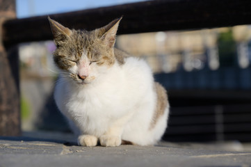 眠る猫