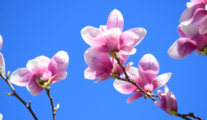Magnolienblüten vor blauen Himmel