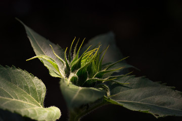 Fototapeta na wymiar Sunflower Bud