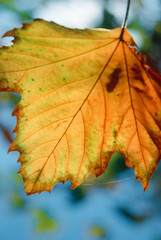 Yellowing maple leaf during autumn or fall