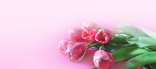 Pink tulips on a pink background. Blur effect. Selective focus, close-up. Banner