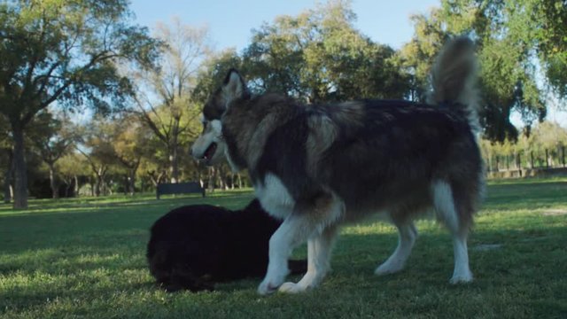 Playful Cocker Spaniel sniffs and approaches friendly Husky dog, Slow Motion
