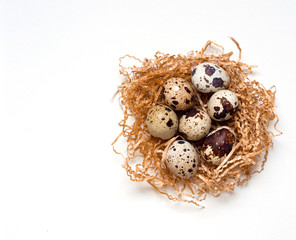 Obraz premium Quail eggs in nest on white background. Easter design.