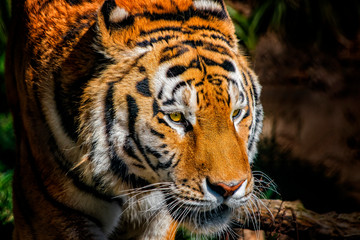 Portrait of a Siberian tiger head. The Siberian tigerlives in the Far East, particularly the Russian Far East and Northeast China.
