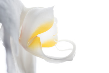 Beautiful White Orchid Flower around white background. extrime macro shot