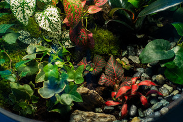 Small decoration plants in a glass bottle/garden terrarium bottle/ forest in a jar. Jar with piece of forest with self ecosystem. Save the earth concept 