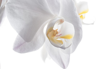 Fototapeta na wymiar Beautiful White Orchid Flower around white background. close up