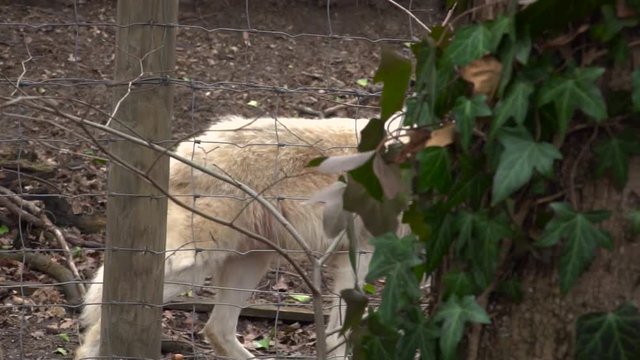 Siberian wolf in zoo enclosure walking behind wire metal fence in Vienna zoo.