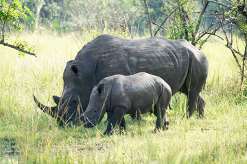 Family Rhino in Uganda