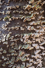 Hard mushrooms on the tree