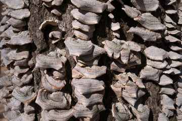 Hard mushrooms on the tree