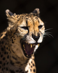 Cheetah