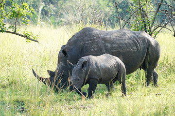 Fototapeta premium Family Rhino in Uganda