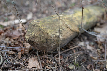 An old trunk and a tree trunk cut by a beaver. Trees and vegetation on the banks of the lake.