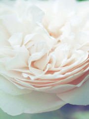 romantic macro shot of beautiful white  rose flower. floral blur background