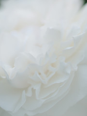 romantic macro shot of beautiful white  rose flower. floral blur background