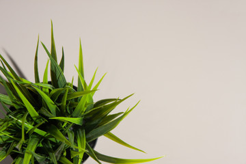 Light office desk table with green grass. Top view with copy space, flat lay.