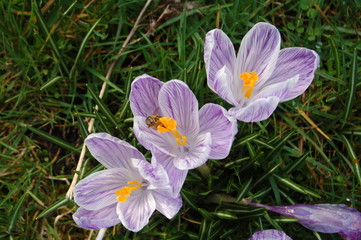 crocus in spring