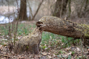 An old trunk and a tree trunk cut by a beaver. Trees and vegetation on the banks of the lake.