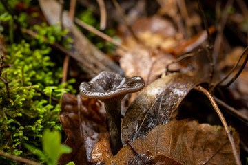 Oyster mushroom (Pleurotus ostreatus) on a rainy day