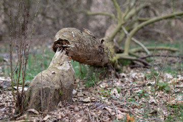 An old trunk and a tree trunk cut by a beaver. Trees and vegetation on the banks of the lake.