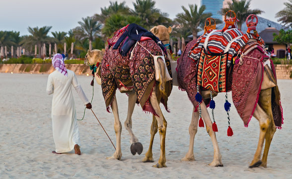 Camel ride on the Dubai Marina Beach middle eastern guys