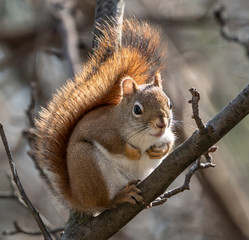 Red squirrel (Tamiasciurus hudsonicus) perched on tree branch.