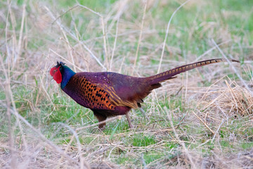 Pheasant in quest for food