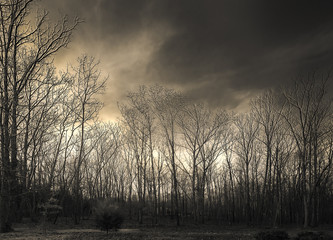 Bare Trees in the Cloudy Sunset