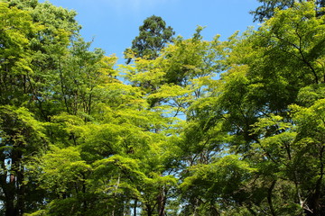 新緑の木々