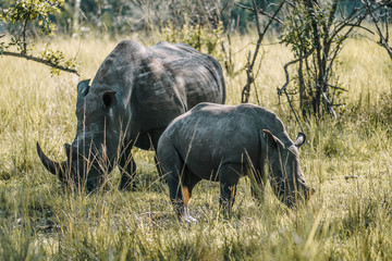 Family Rhino in Uganda