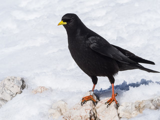 Alpine chough (Pyrrhocorax graculus) on snow in winter  on the top of the mountain