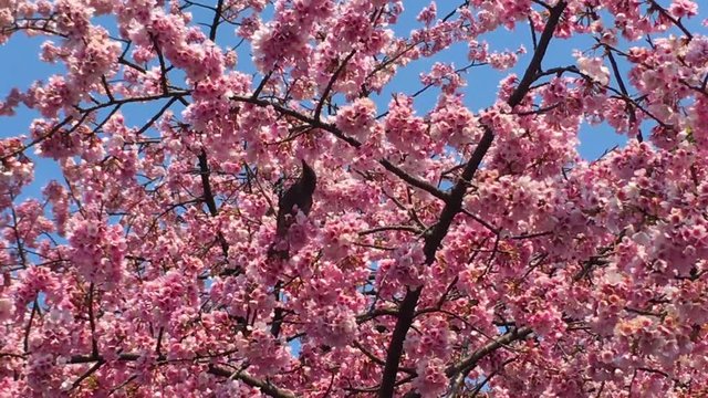 Sakura (Cherry Blossom)  blooming with blue sky in spring around Ueno Park with black crow and bird in Tokyo , Japan