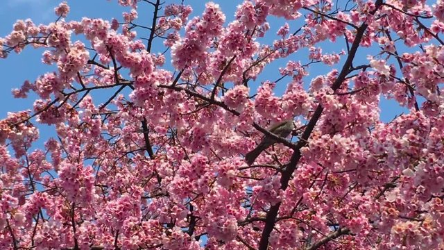 Sakura (Cherry Blossom)  blooming with blue sky in spring around Ueno Park with black crow and bird in Tokyo , Japan