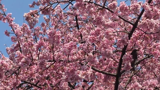 Sakura (Cherry Blossom)  blooming with blue sky in spring around Ueno Park with black crow and bird in Tokyo , Japan