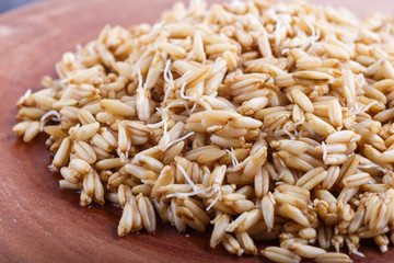 Heap of germinated oats on brown wooden board, close up.
