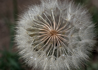 Old Dandelion Head Almost Bare