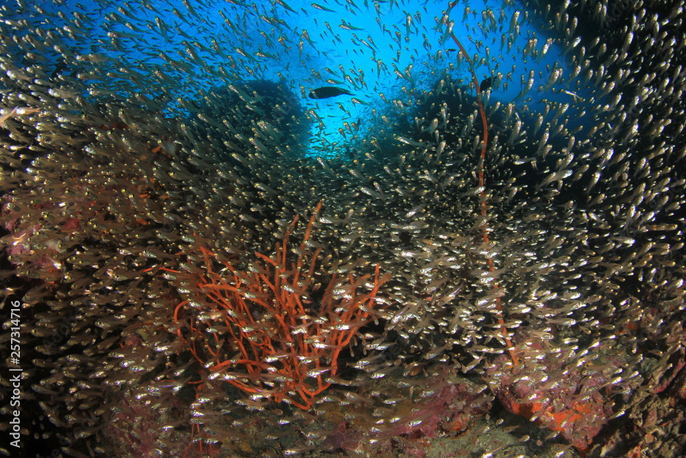 Sticker Fish on coral reef in Thailand 