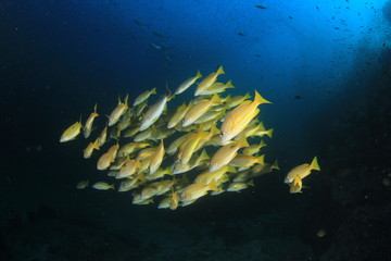 Fototapeta na wymiar Fish on coral reef in Thailand 