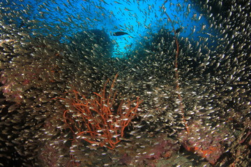 Fish on coral reef in Thailand 