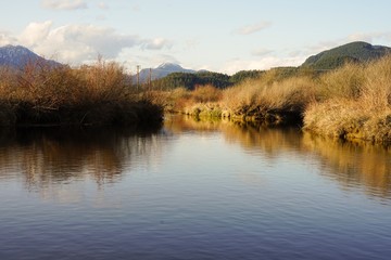 Fototapeta na wymiar Pond Reflect
