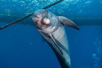 Dolphin swimming with divers in the Red Sea, Eilat Israel