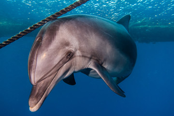 Dolphin swimming with divers in the Red Sea, Eilat Israel