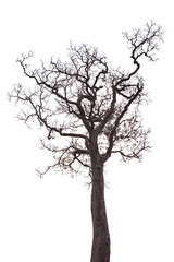 Obraz premium dead tree isolated on white background