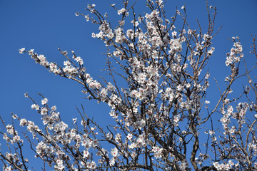 Amandier en pleine floraison