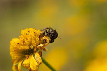 bee on a flower