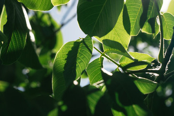 Abstract image of green leaves of walnut against bright sunlight. Selective focus, film effect and author processing.