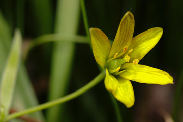 Fototapeta premium Macro World of Mother Nature - Spring