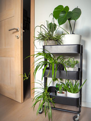 Industrial grey trolley filled with different green houseplants creating an indoor vertical garden