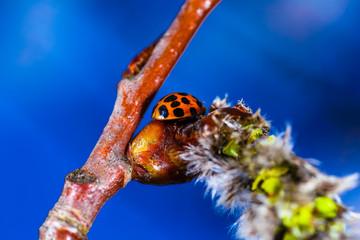 Macro World of Mother Nature - Lady Bug, Coccinella magnifica at spring time.